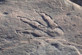 dino-print