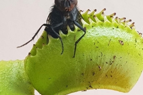 venus-flytrap-1280x720 (1)