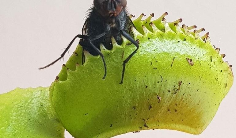 Araştırmacılar, yumuşak robotikleri değiştirebilecek bir malzeme yaratıyor