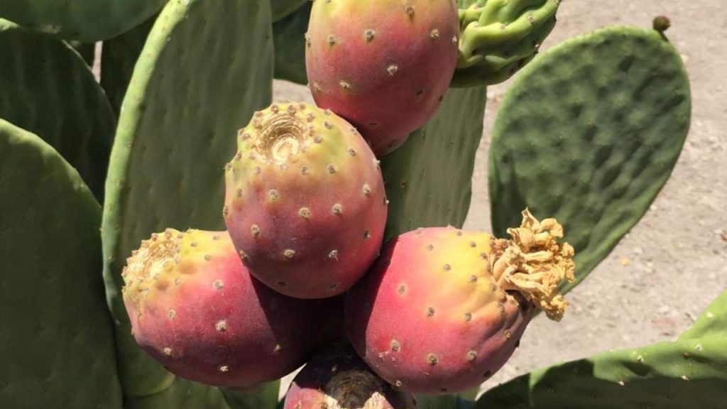 cactus-pear-1280x720 (1)