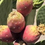 cactus-pear-1280x720 (1)