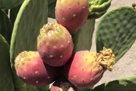 cactus-pear-1280x720 (1)