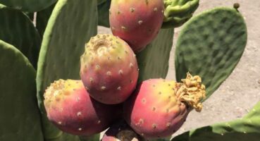 cactus-pear-1280x720 (1)