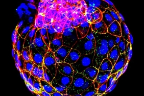 lab-cells-1280x720
