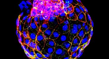 Araştırmacılar, insan blastosistlerini simüle etmek için insan kök hücrelerini kullanıyor