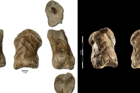 51000-year-old-neanderthal-art-deer-bone-carving-1280x720