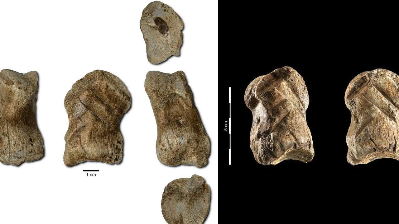 51000-year-old-neanderthal-art-deer-bone-carving-1280x720