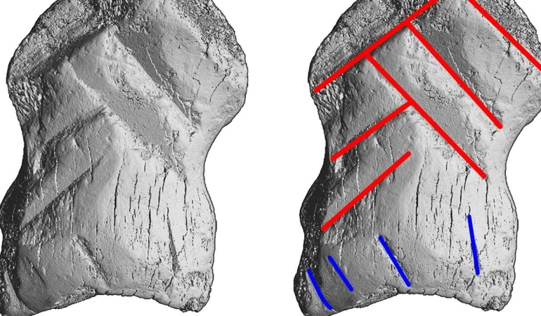 Araştırmacılar Neandertal sanatçıları tarafından oyulmuş kemikleri keşfetti