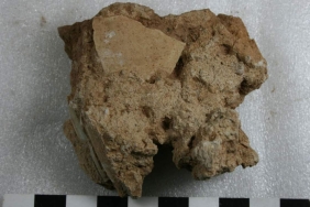 ostrich-shell-fragment-1280x720