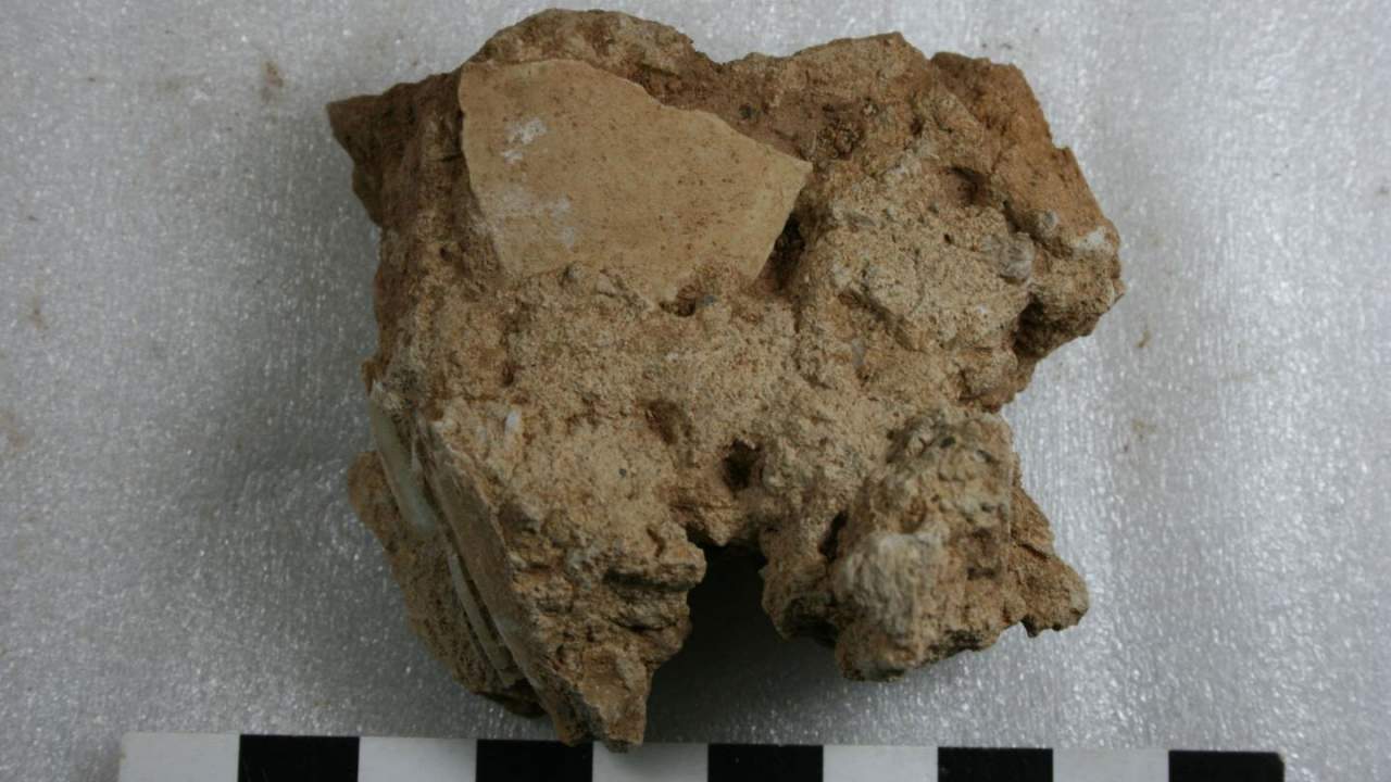 ostrich-shell-fragment-1280x720
