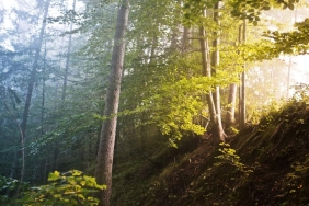 reforestation-helps-rain-1280x720