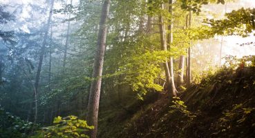ETH Zürih araştırmacıları yeniden ağaçlandırmanın yağmuru artırmaya yardımcı olabileceğini buldu