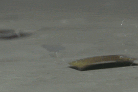 roach-bot_1024