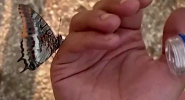 Manavgat İlçesinde Yangından Kurtulmaya Çalışan Bir Kelebeğin, İtfaiye Çalışanının Verdiği  Suyu İçtiği Video 