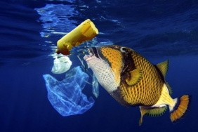 1_CATERS_SEA_LITTER_ARTISTS_IMPRESSION_02-1024x652