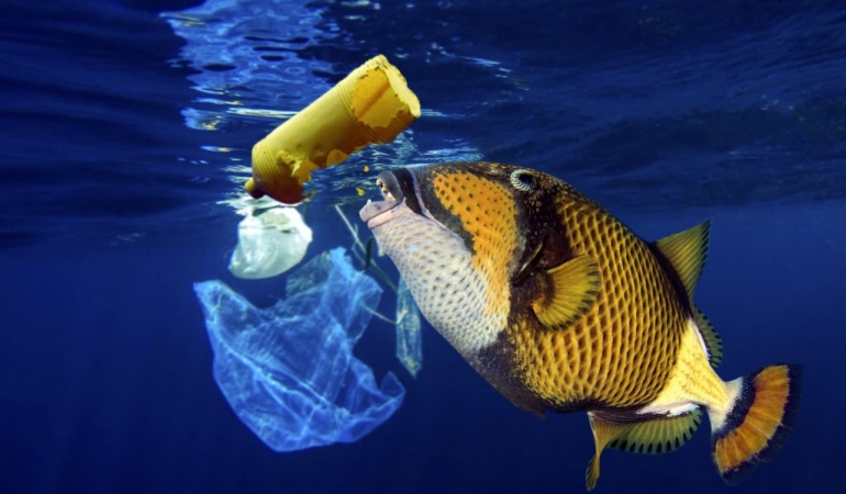 Kanadalı Araştırmacılar Balık Atıklarından Plastik Elde Etmeyi Başardı