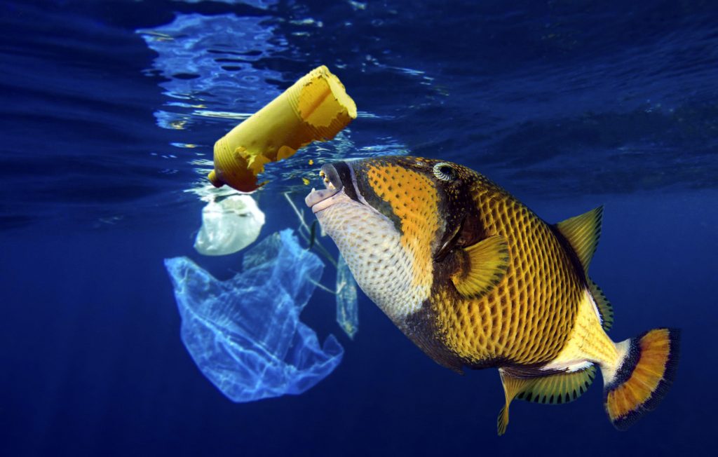 1_CATERS_SEA_LITTER_ARTISTS_IMPRESSION_02-1024x652