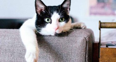Oturup Kedi Videoları İzleyecek Gönüllüler Aranıyor!