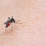 Mosquitoe,Bite,And,Feeding,Blood,On,Wrinkle,Skin