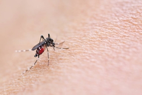 Mosquitoe,Bite,And,Feeding,Blood,On,Wrinkle,Skin