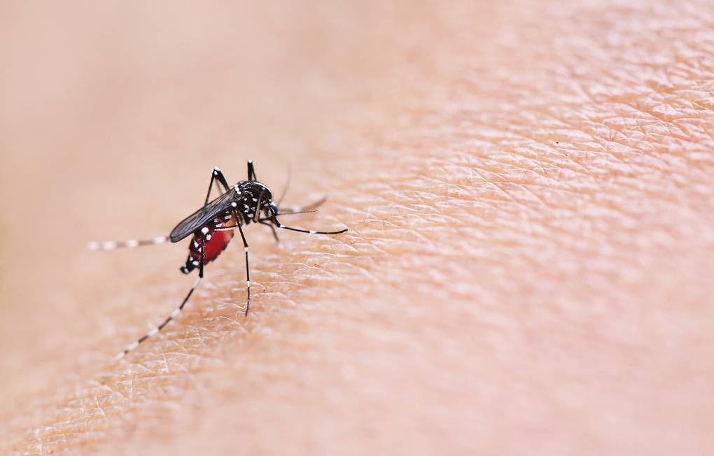 Mosquitoe,Bite,And,Feeding,Blood,On,Wrinkle,Skin