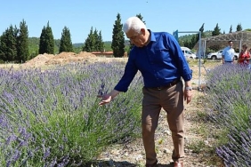 mugla-buyuksehirin-lavanta-senligi-basliyor.jpg
