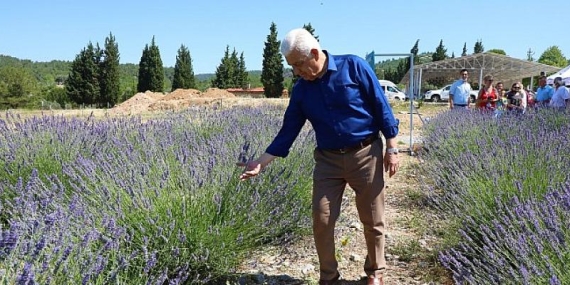 Muğla Büyükşehir’in Lavanta Şenliği başlıyor