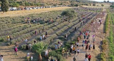 Didim Lavanta Festivali İçin Gün Sayıyor