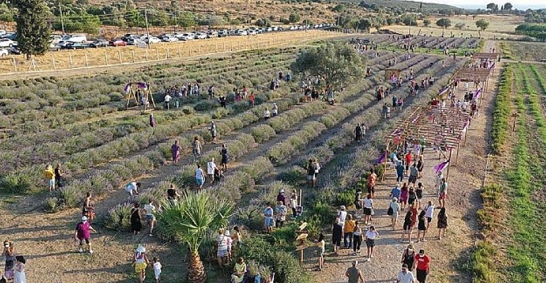 Didim Lavanta Festivali İçin Gün Sayıyor