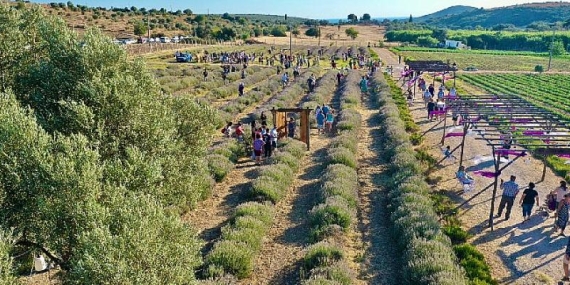 Didim’in mis kokulu festivaline vatandaşlardan yoğun ilgi