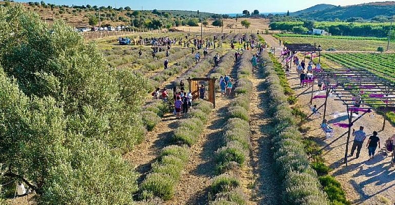 Didim’in mis kokulu festivaline vatandaşlardan yoğun ilgi