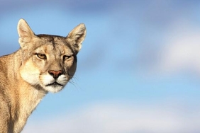 gezegenimizin-ve-canlilarin-mucadelesine-isik-tutan-yapimlar-agustosta-bbc-earth-ekranlarinda.jpg