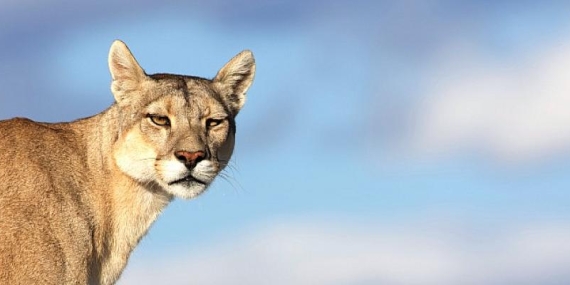 Gezegenimizin ve Canlıların Mücadelesine Işık Tutan Yapımlar Ağustos’ta BBC Earth Ekranlarında