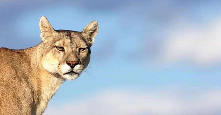Gezegenimizin ve Canlıların Mücadelesine Işık Tutan Yapımlar Ağustos’ta BBC Earth Ekranlarında