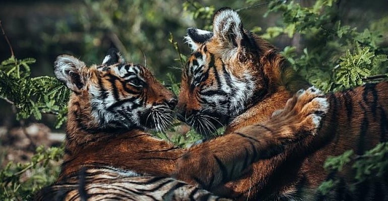 Viewsonic, Fotoğraf ve Dijital Sanatta “Atılım” Yapan Yaratıcıları Seçiyor