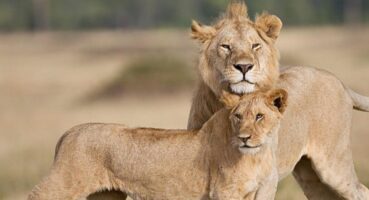 11 Yıl Sonra Ekranlara Dönen Kutuplar Atlası ve Daha Fazlası Ekim’de BBC Earth’te