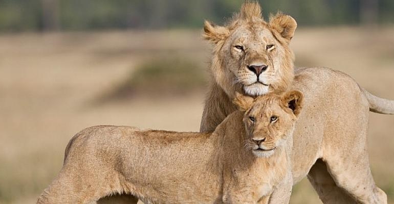 11 Yıl Sonra Ekranlara Dönen Kutuplar Atlası ve Daha Fazlası Ekim’de BBC Earth’te