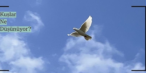 Çocuklar Kuşların Gözünden Dünyayı Keşfedecek