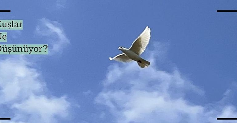 Çocuklar Kuşların Gözünden Dünyayı Keşfedecek