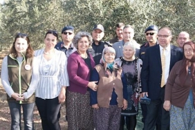 focada-zeytin-hasadi-senlikle-basladi.jpg