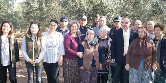 Foça’da Zeytin Hasadı Şenlikle Başladı