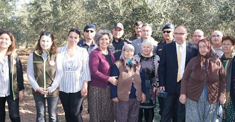 Foça’da Zeytin Hasadı Şenlikle Başladı