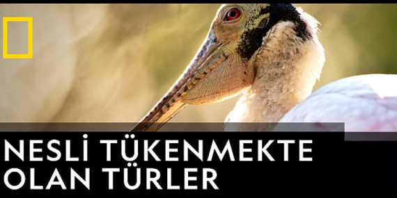 Tivibu’da Kasım başkadır