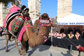 efes-selcuk-deve-guresleri-festivalinde-altin-havan-sahibini-buldu.jpg