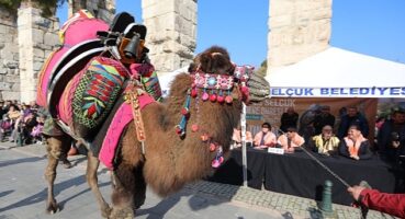 Efes Selçuk Deve Güreşleri Festivalinde Altın Havan Sahibini Buldu