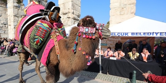 Efes Selçuk Deve Güreşleri Festivalinde Altın Havan Sahibini Buldu