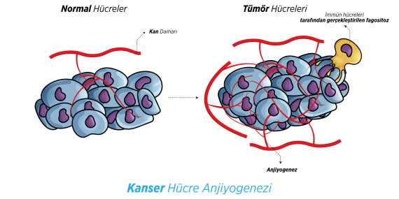 Kanserli Hücrelerin Dönüşümü: Yeni Bir Tedavi Yöntemi