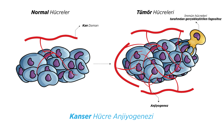 Kanserli Hücrelerin Dönüşümü: Yeni Bir Tedavi Yöntemi