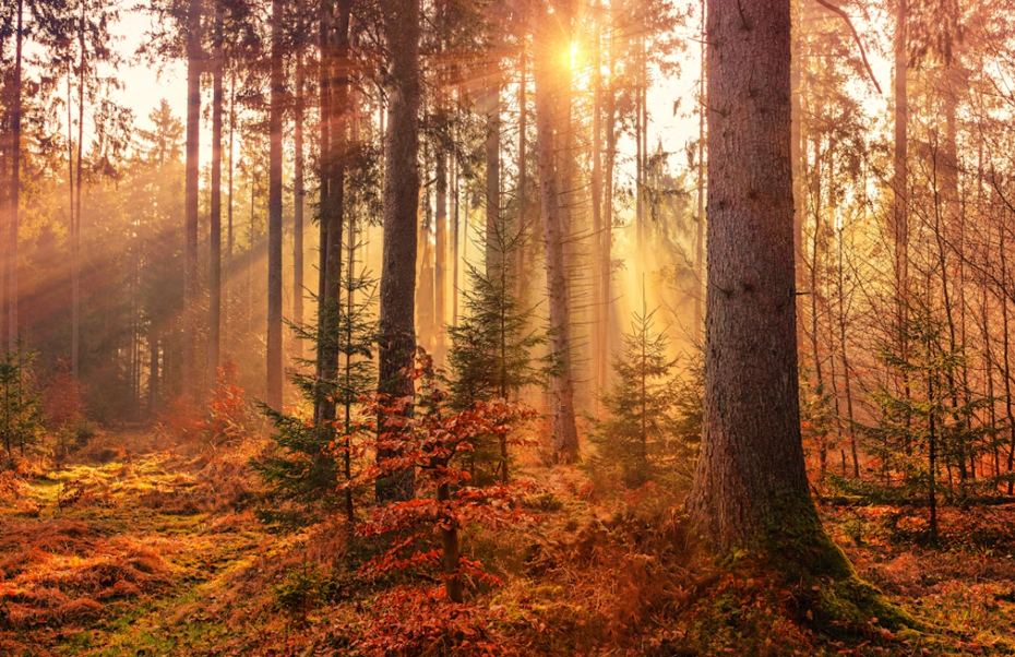 mevsimlerin-senkronize-olmadigi-ortaya-cikti-20251222-212951