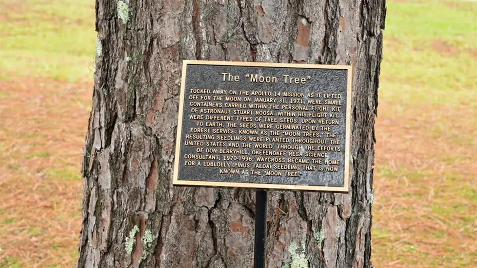 nasa-ay-dan-gelen-kayip-agaclari-ariyor-20260116-180116